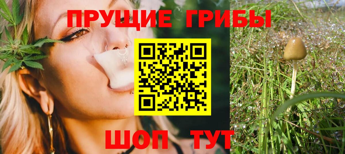 Псилоцибиновые грибы Psilocybine cubensis  купить наркоту  Вход с VPN  Торжок  Псилоцибиновые грибы прущие грибы 
